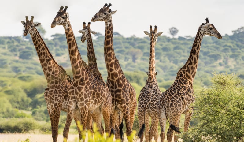 Group of six giraffes in Tarangire National Park, Tanzania